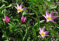 Tulipa bakeri