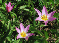 Tulipa bakeri