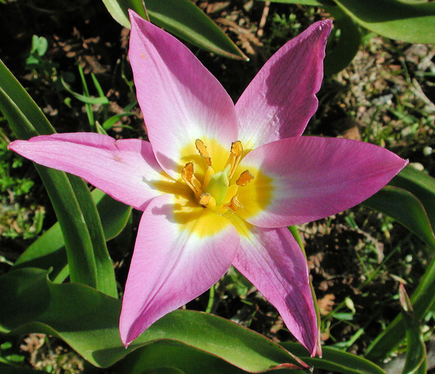 Tulipa bakeri