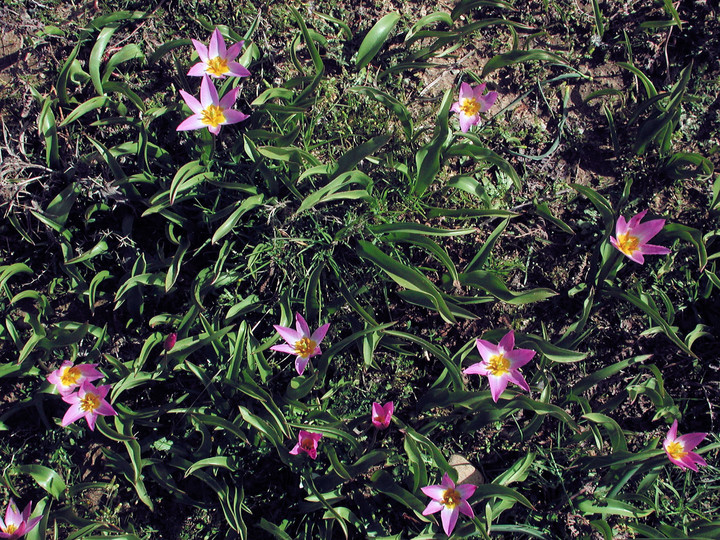 Tulipa bakeri