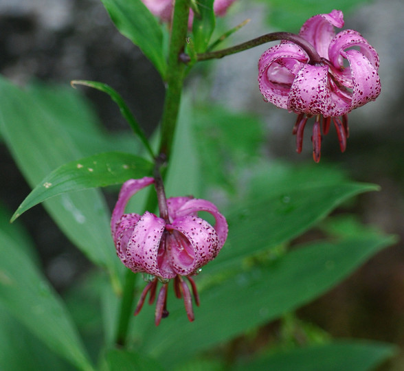 Lilium martagon