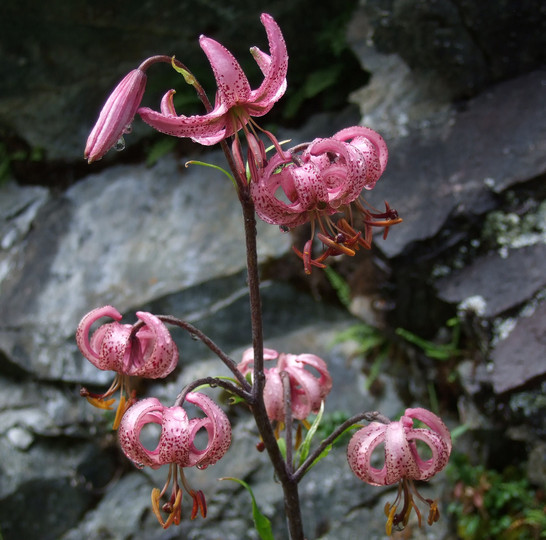 Lilium martagon