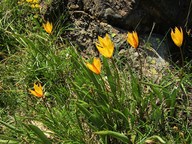 Tulipa sylvestris ssp. australis