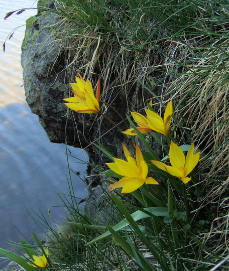 Tulipa sylvestris ssp. australis