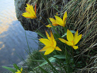 Tulipa sylvestris ssp. australis