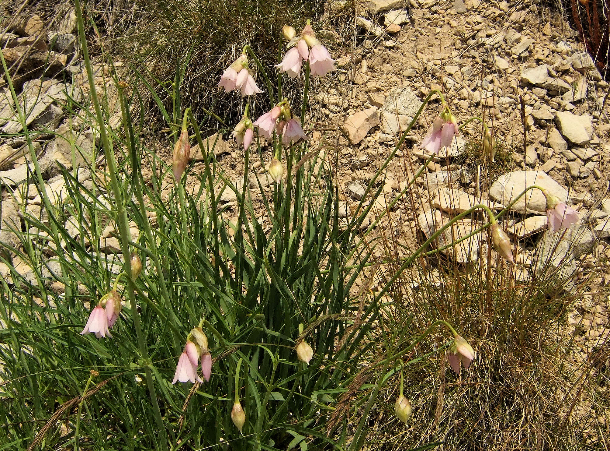 Allium narcissiflorum
