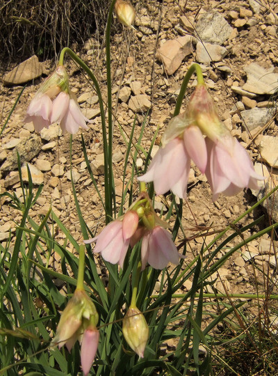 Allium narcissiflorum