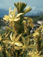 Asphodeline lutea