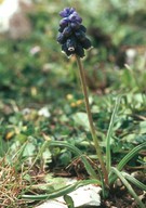 Muscari neglectum