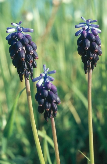 Muscari neglectum