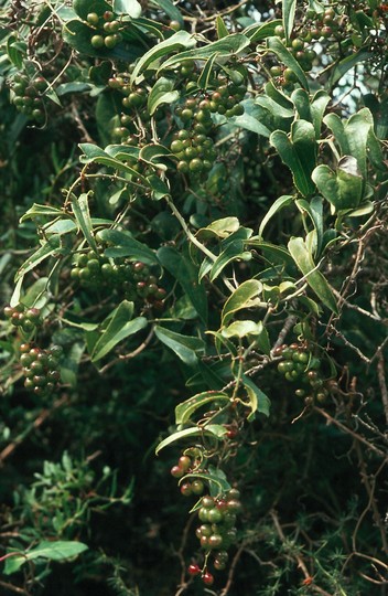 Smilax aspera