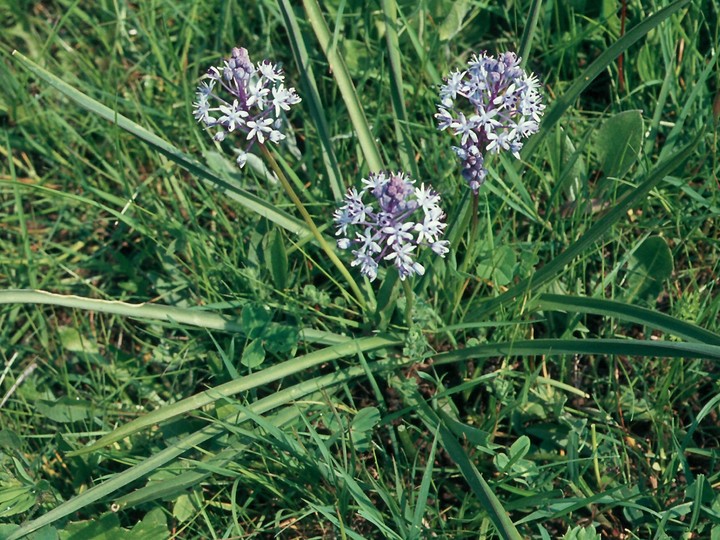 Scilla hyacinthoides