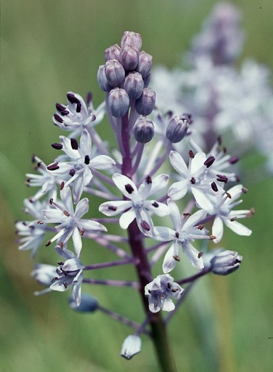 Scilla hyacinthoides