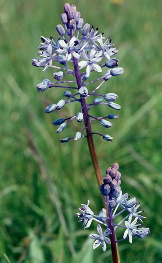 Scilla hyacinthoides