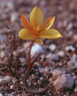 Tulipa australis