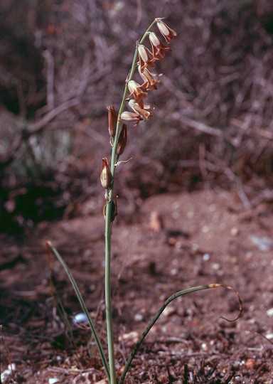 Dipcadi serotinum