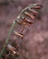 Dipcadi serotinum