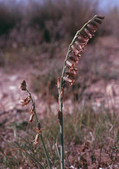 Dipcadi serotinum