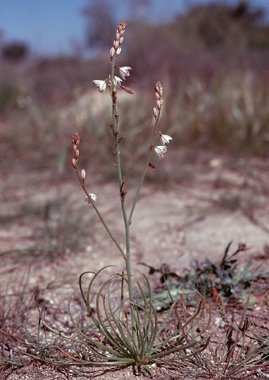 Asphodelus tenuifolius