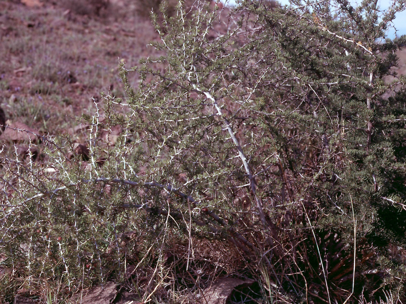 Asparagus albus
