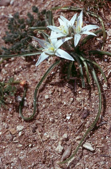 Ornithogalum umbellatum