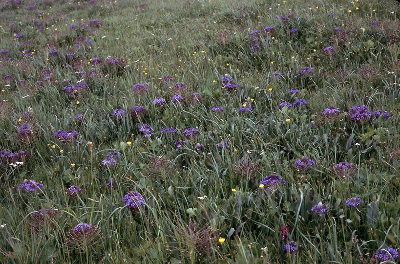 Scilla peruviana