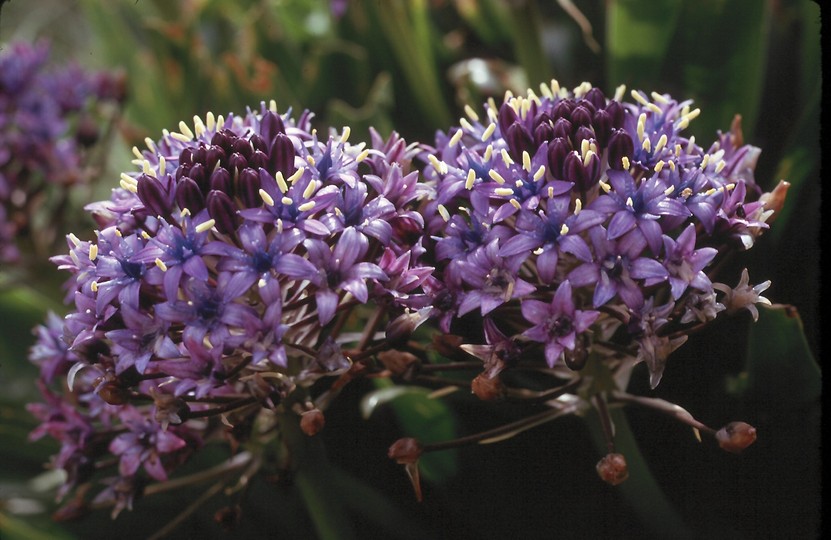 Scilla peruviana