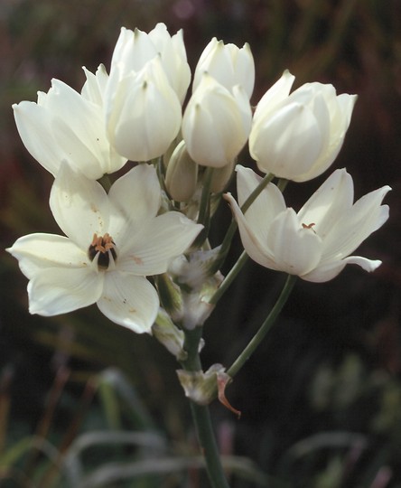 Ornithogalum arabicum