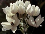 Ornithogalum arabicum