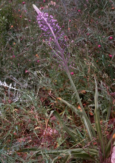 Scilla hyacinthoides?