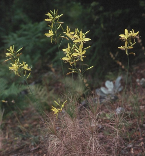 Asphodeline liburnica