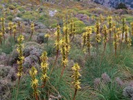 Asphodeline lutea