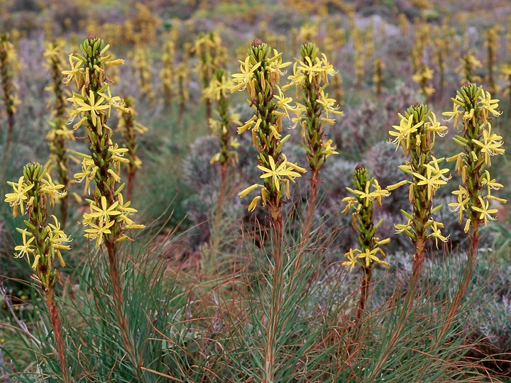 Asphodeline lutea