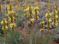 Asphodeline lutea