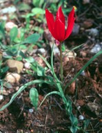 Tulipa goulimyi