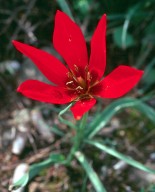 Tulipa goulimyi