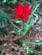 Tulipa goulimyi