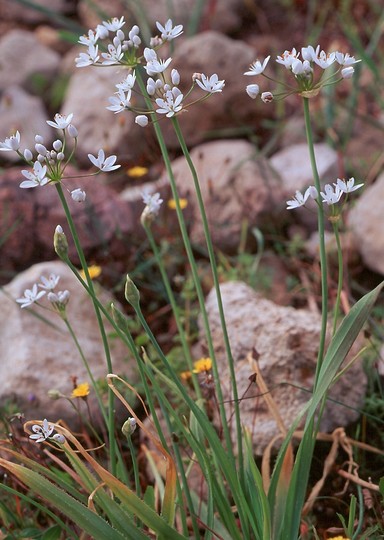 Allium subhirsutum