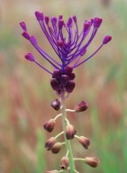 Muscari comosum