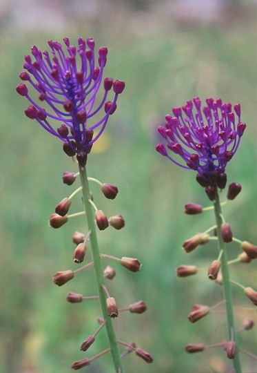 Muscari comosum