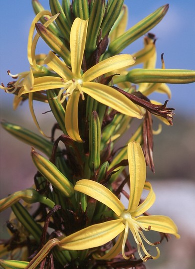 Asphodeline lutea