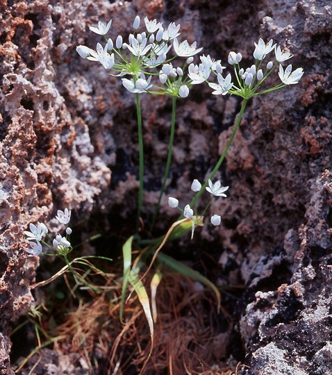 Allium subhirsutum