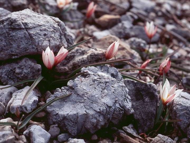 Tulipa cretica