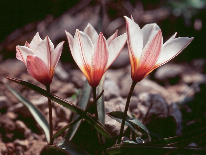 Tulipa cretica