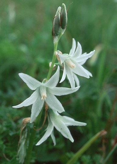 Ornithogalum nutans