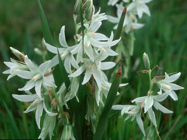 Ornithogalum nutans