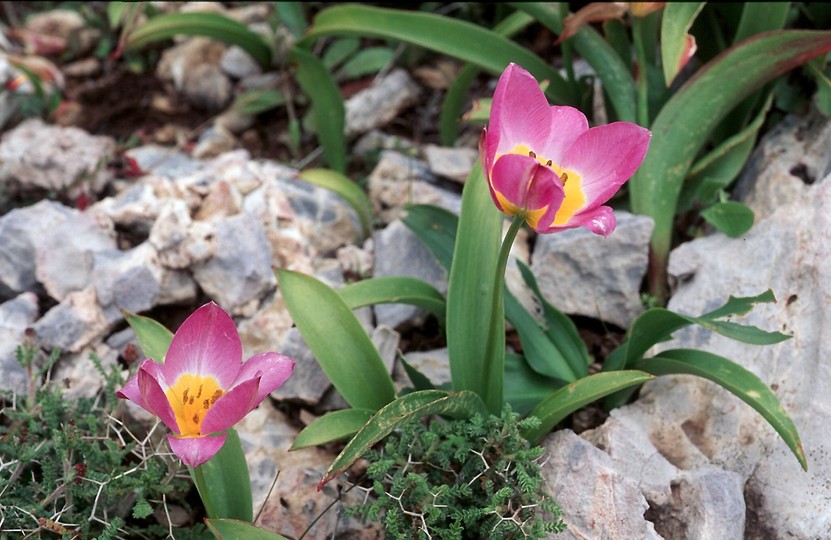 Tulipa saxatilis