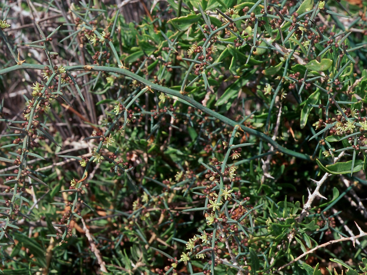 Asparagus stipularis