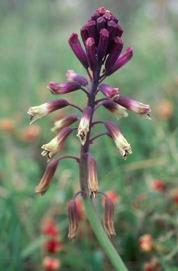 Bellevalia trifoliata