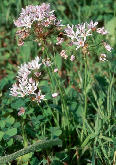 Allium trifoliatum